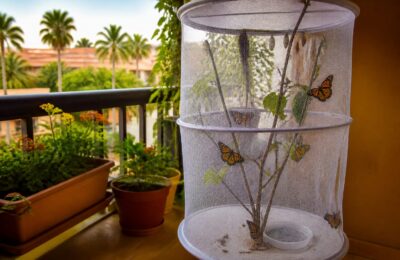 O familie de români din Tenerife crește fluturi monarh pe balcon după ce a cumpărat o singură plantă