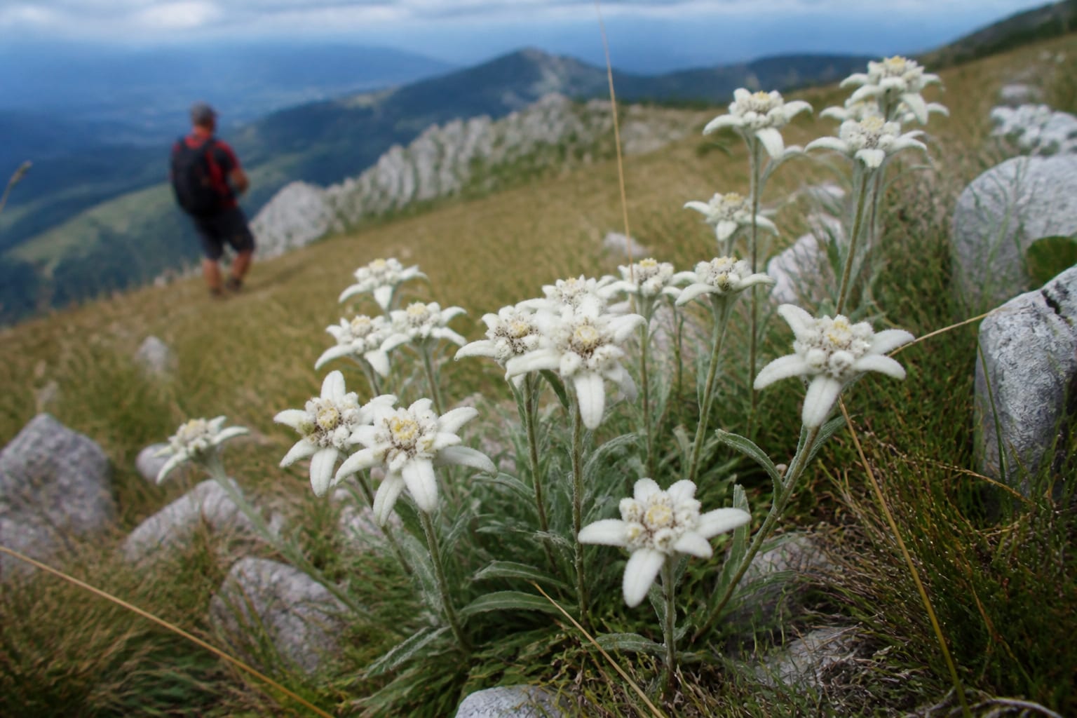 Ruperea florilor protejate poate aduce amenzi de 5000-10000 de lei în România