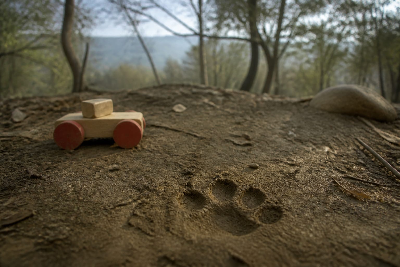 Un câine a murit în Toscana după ce a apărat un copil de 2 ani de atacul unui lup